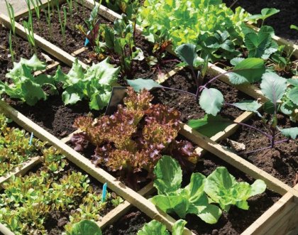 Ogródek warzywny 